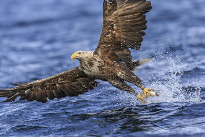 Eagle fishing in sea