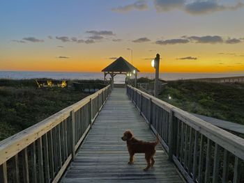 Dog standing on railing against sky during sunset