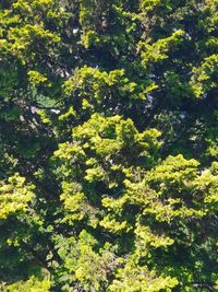 Full frame shot of trees in forest