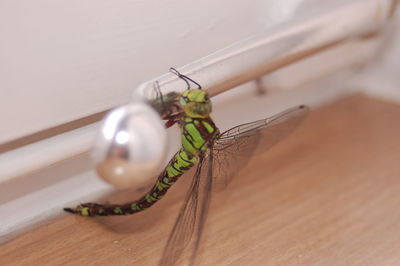 Close-up of dragonfly on table