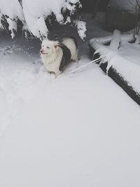 High angle view of dog on snow