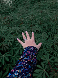 High angle view of woman on plant