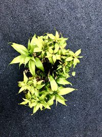 High angle view of green plant on road