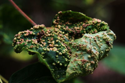 Close-up of berries on plant