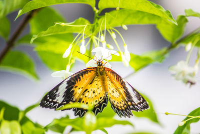 Close-up of butterfly on plant