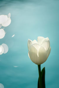 Close-up of white tulips against blue background with bokeh round