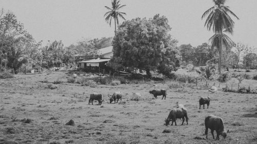 Horses on field against clear sky