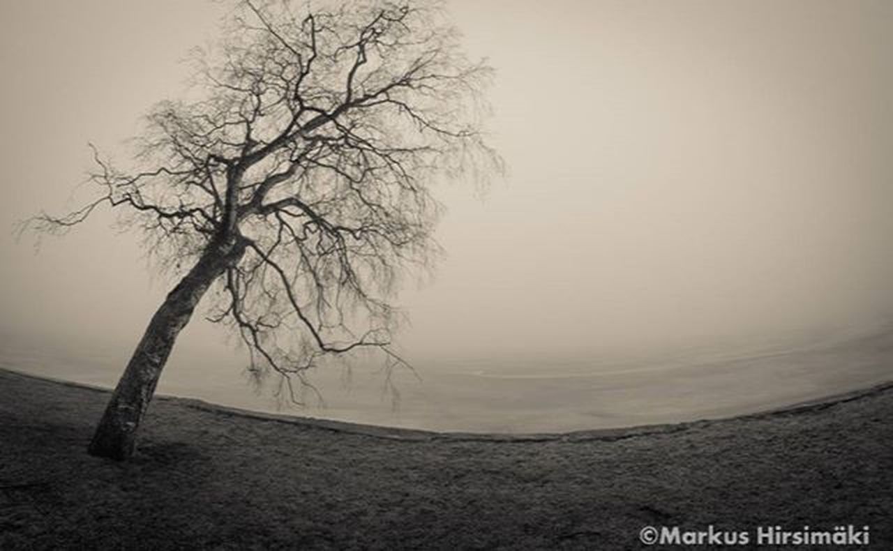 tranquility, tranquil scene, bare tree, fog, tree, scenics, nature, beauty in nature, foggy, water, branch, landscape, sky, copy space, weather, idyllic, remote, non-urban scene, tree trunk