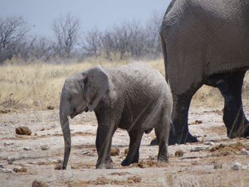 An elefant calf in namibia