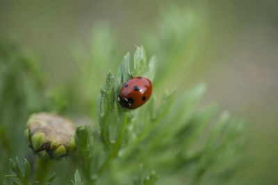 Close-up of ladybug on leaf