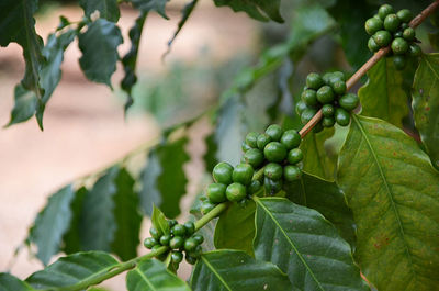 Close-up of grapes growing on tree