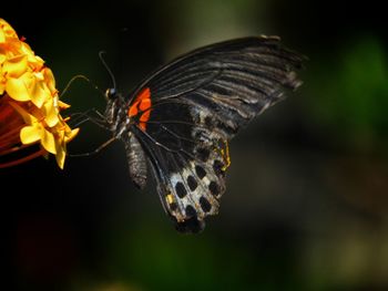 Close-up of butterfly pollinating on flower