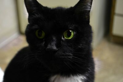 Close-up portrait of cat