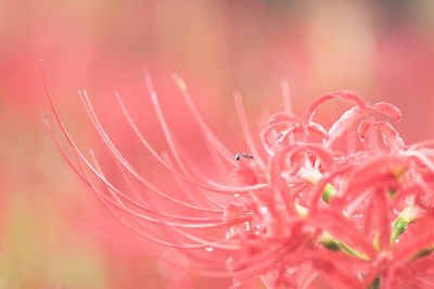 Close-up of red flowers