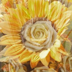 Close-up of yellow flower