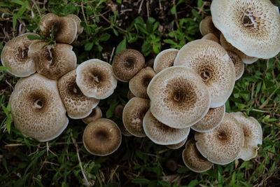 High angle view of mushrooms growing on field