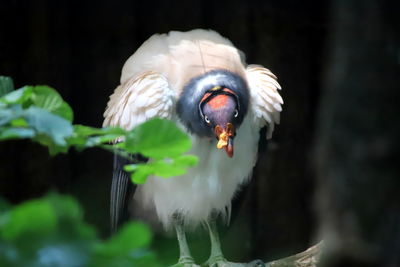 Close-up of bird