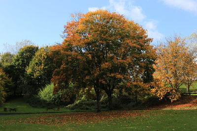Trees against sky