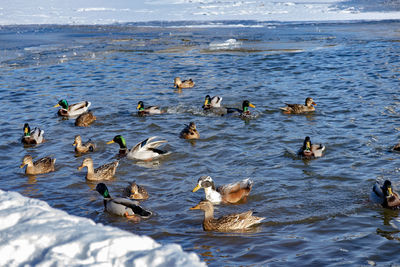 Ducks swimming in sea