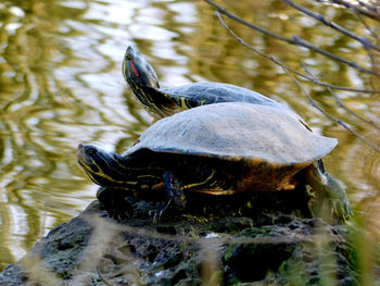 Close-up of turtle swimming in lake