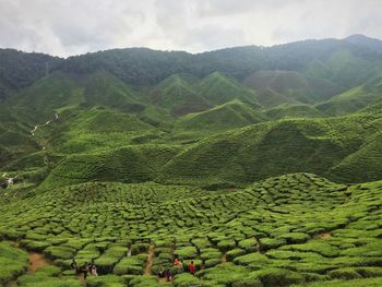 High angle view of green landscape against sky