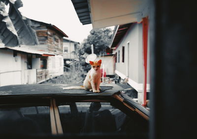 Cat sitting on car outside house