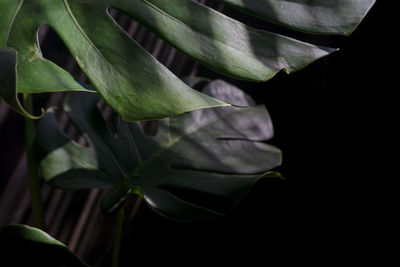 Close-up of leaves against black background