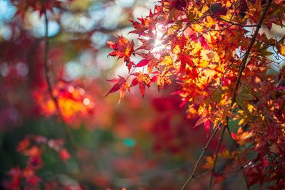 Close-up of maple leaves on tree