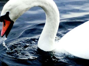 Close-up of swan swimming in lake