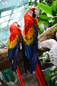 Two birds perching on branch