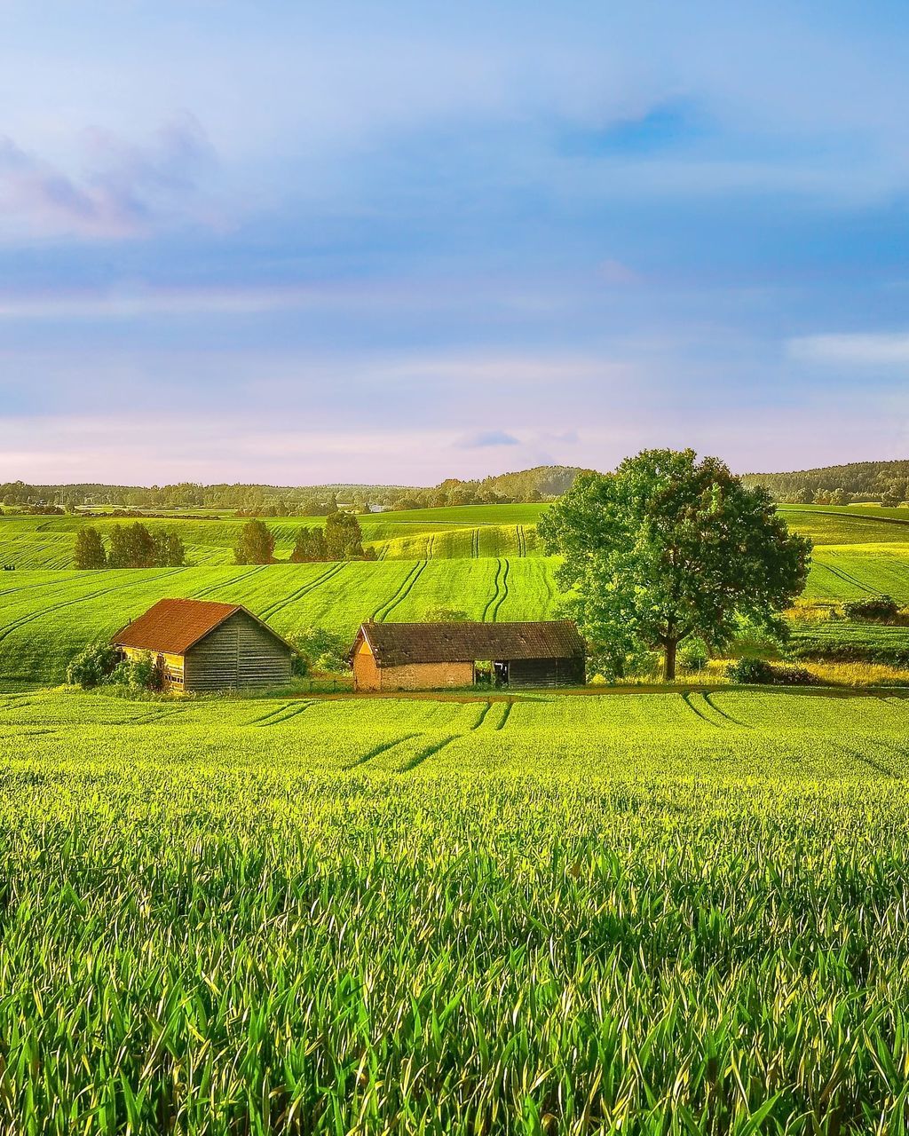 field, landscape, land, agriculture, environment, rural scene, plant, farm, scenics - nature, growth, tranquil scene, beauty in nature, tranquility, green color, sky, crop, nature, grass, cultivated land, cloud - sky, no people, outdoors, plantation