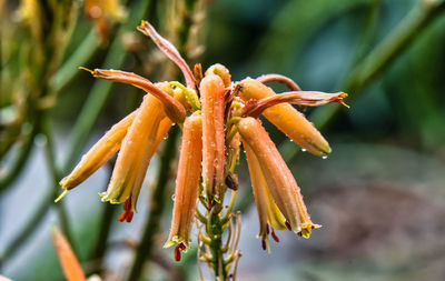 Close-up of plant