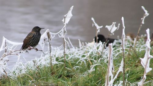 Birds perching on plants