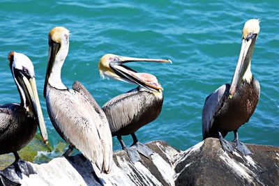 Flock of birds perching on rock by sea