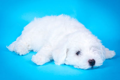 Close-up of white dog against blue background