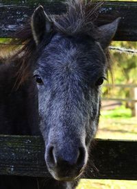 Close-up portrait of a horse