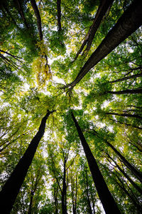 Low angle view of trees in forest