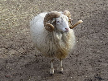 Portrait of sheep standing on land