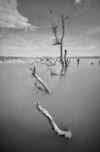 Bare tree by lake against sky