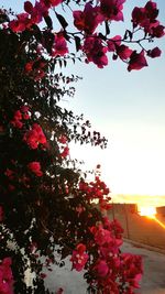 Pink flowers blooming on tree against sky