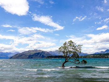 Tree by sea against sky