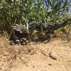 Close-up of lizard on field