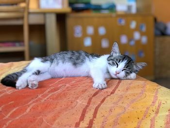 Cat sleeping