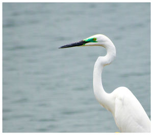 Side view of great egret against lake