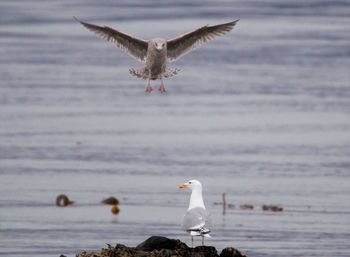 Seagull flying over sea