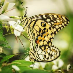 Close-up of butterfly perching on leaf