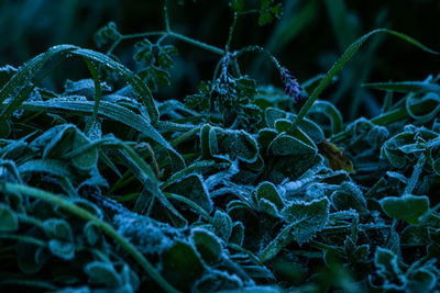 Close-up of frozen plants