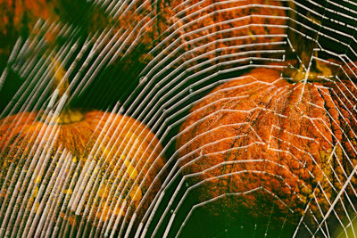 Pumpkins, spain