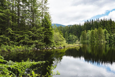 Scenic view of pine trees by lake against sky