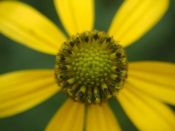 Close-up of yellow flower head